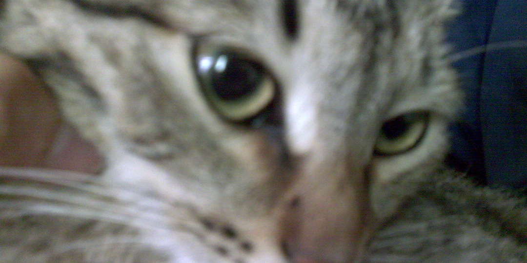 Серый ВАСЬКА!