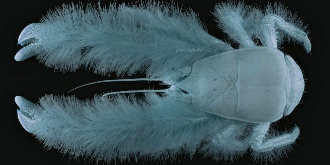 Хочешь быть йети — стань раком