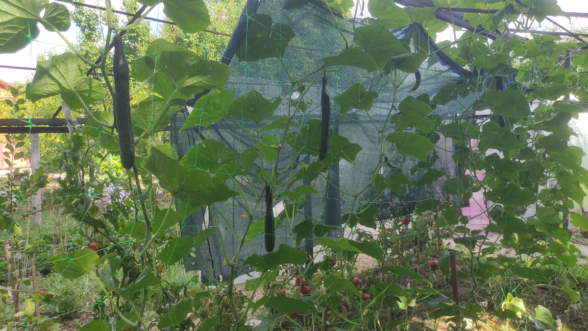 Китайские огурцы на грядке