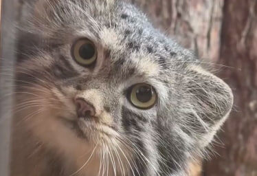    Манул Шу. Фото: скриншот из видео пресс-службы Ленинградского зоопарка
