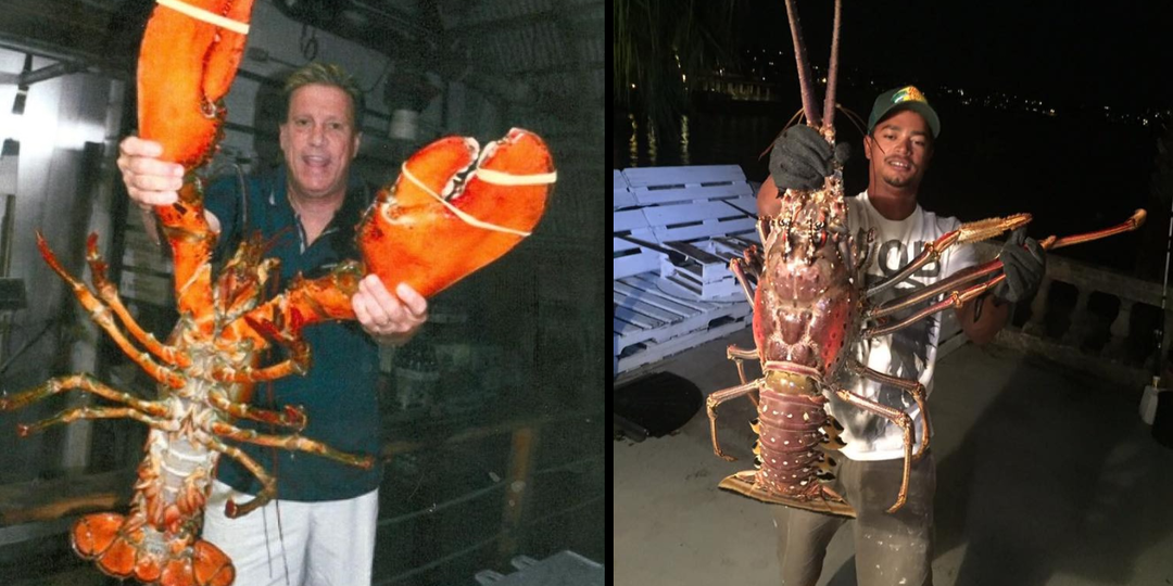 Лангуст: Почему огромные раки отказались от клешней?