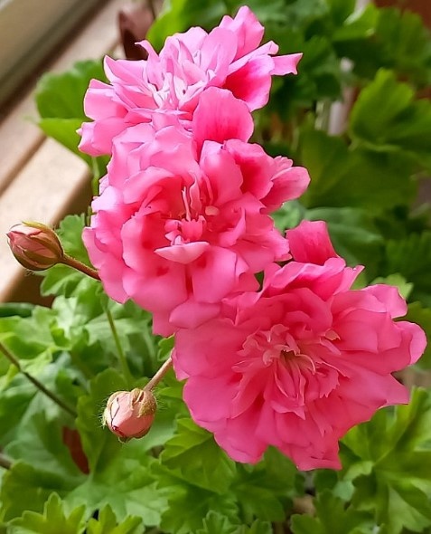 Мой красавиц-зонартик для нас с вами.