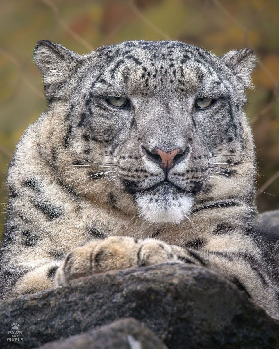 Это Шен, хранитель зоопарка Бэнхема. В двух своих ипостасях — надменного царя горы и чуть глуповатого зеваки. 