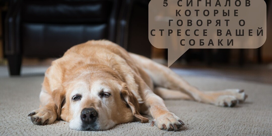 5 сигналов языка тела, которые говорят о стрессе вашей собаки