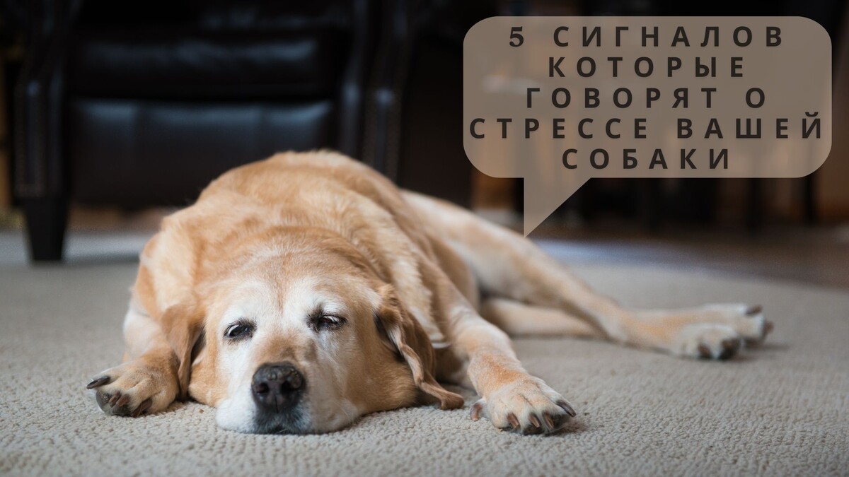 5 сигналов языка тела, которые говорят о стрессе вашей собаки