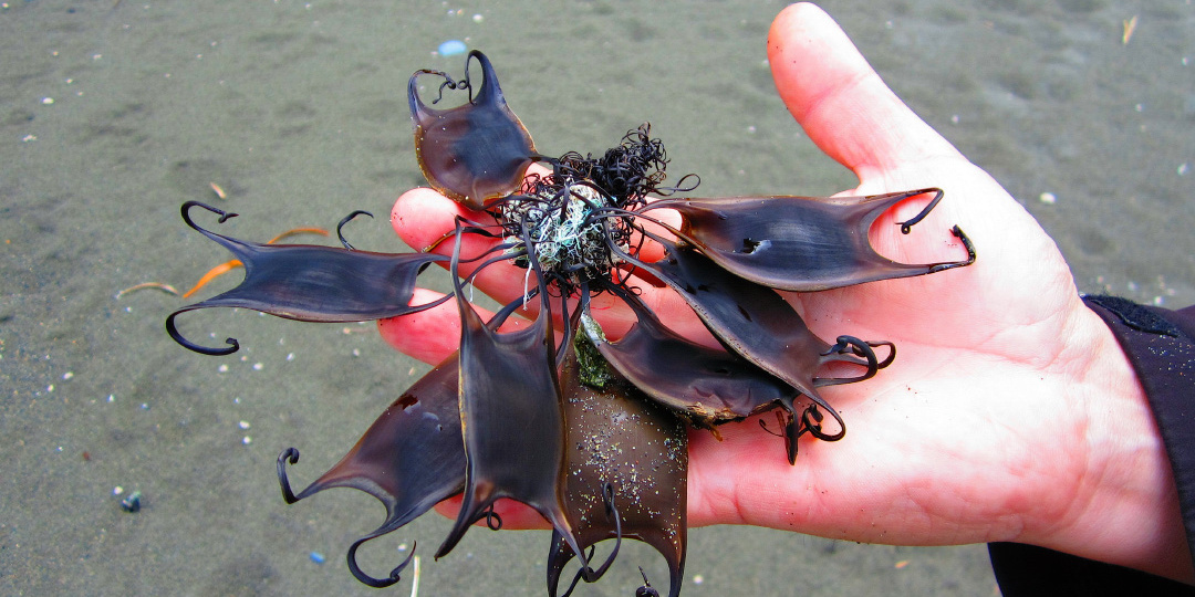 Странные находки с берега моря: что же это?