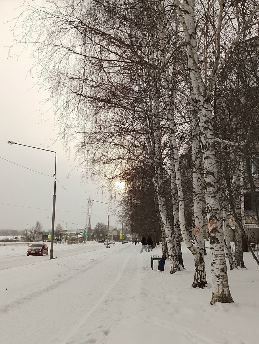 13 декабря. Солнышко за березами.