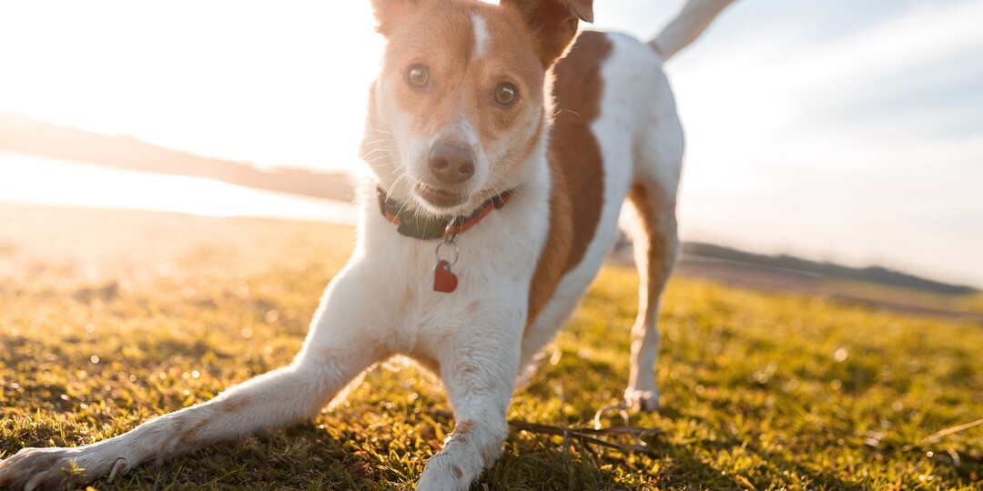 Вилял хвост ≠ счастлива собака: почему хвост может обманывать