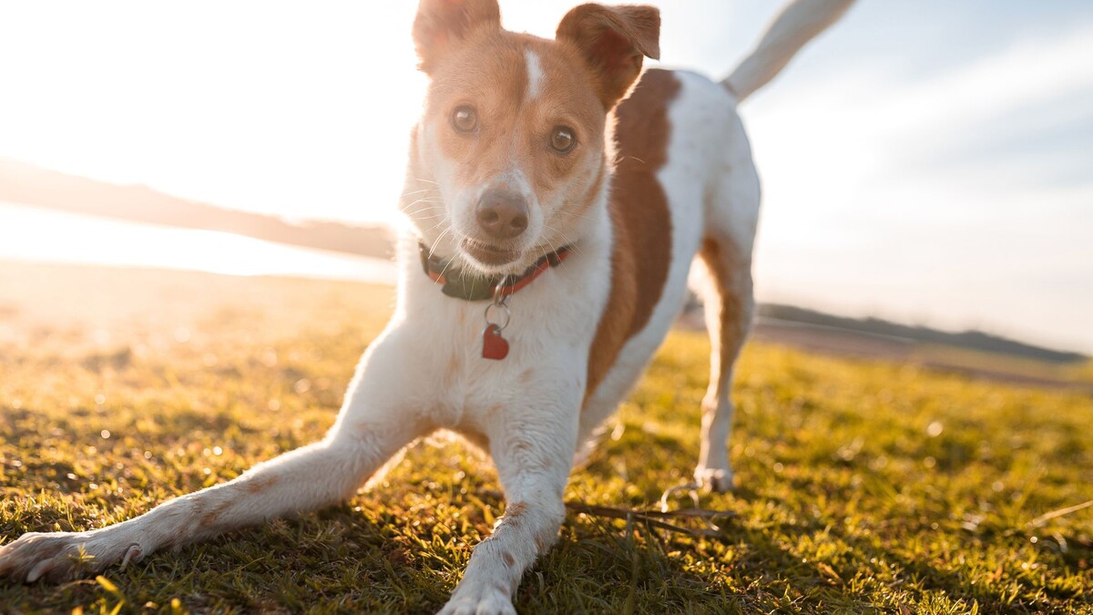 Вилял хвост счастлива собака