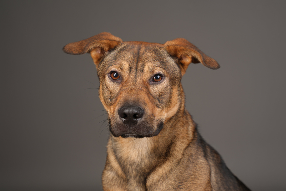 Тим – общительная, энергичная собака с добрым сердцем. Он мечтает о самом главном новогоднем подарке — о доме, где хвостик сможет наряжать ёлочку вместе с любимыми хозяевами.  