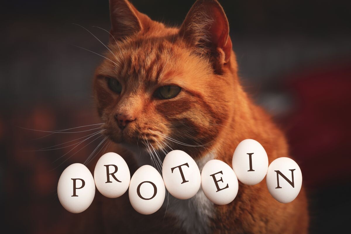 Почему с возрастом кошкам нужно повышать качество белка, а не понижать его количество