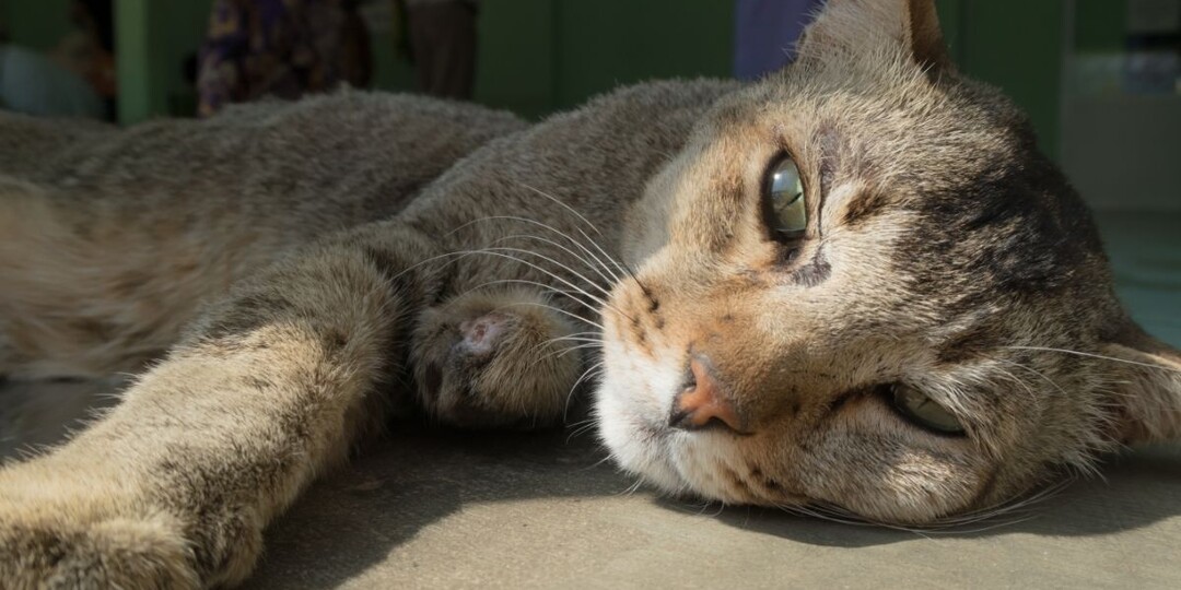«Берегли почки — потеряли мышцы»: почему пожилым кошкам вредно снижать белок