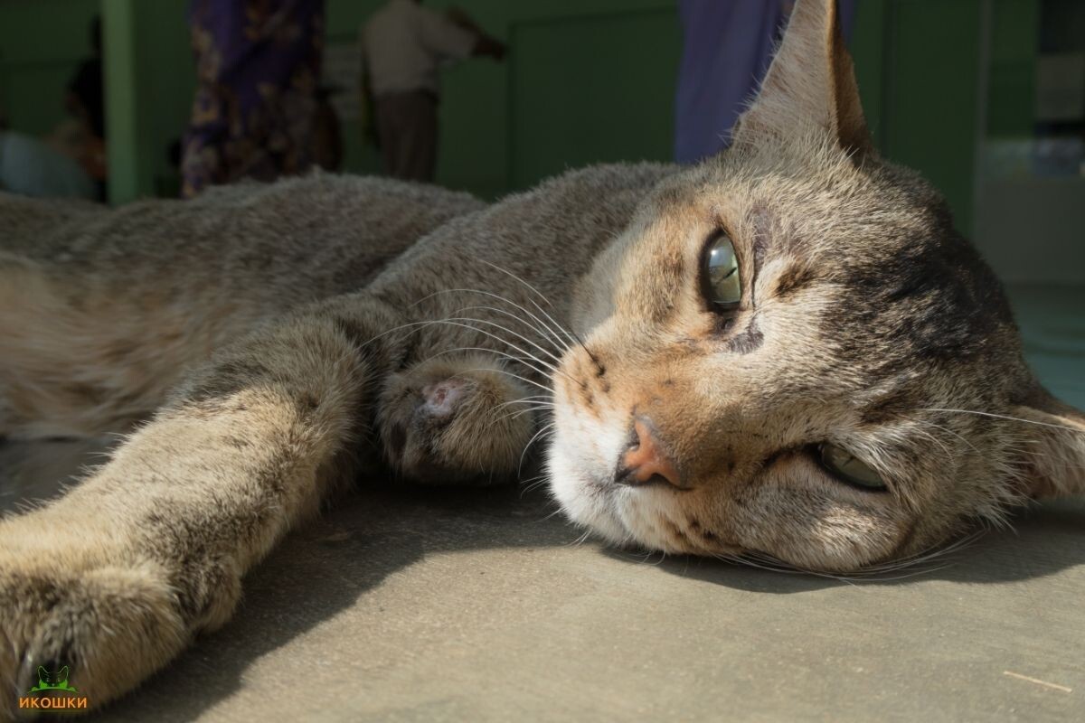 Пожилой кот