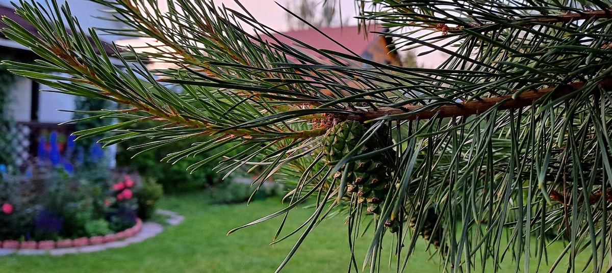 Сосна на даче