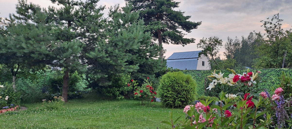 Сосны и туя Вудварди