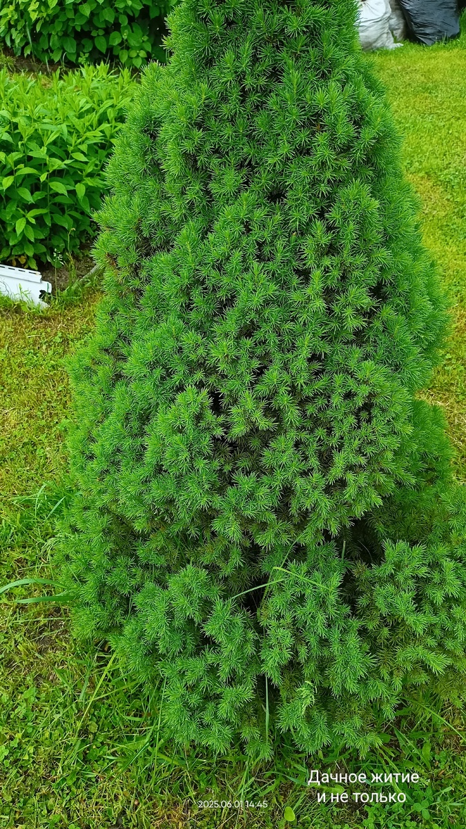 Ель Коника. Фото автора