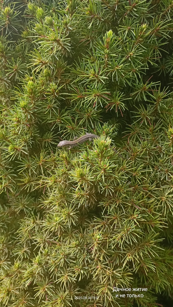 Ящерка греется на солнце на моей Конике