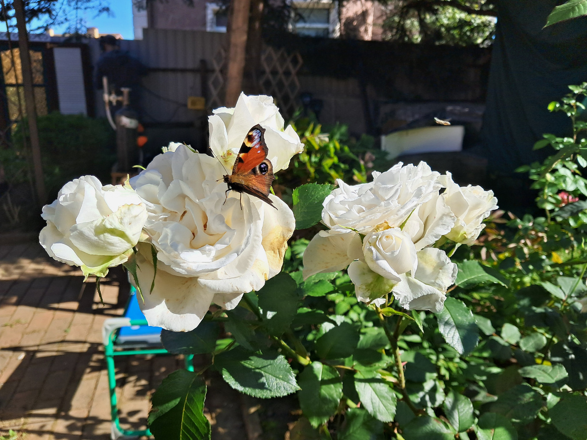 В пору увядания. Коней сентября 2025 г. Фото автора