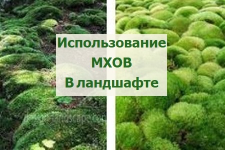мох в ландшафте