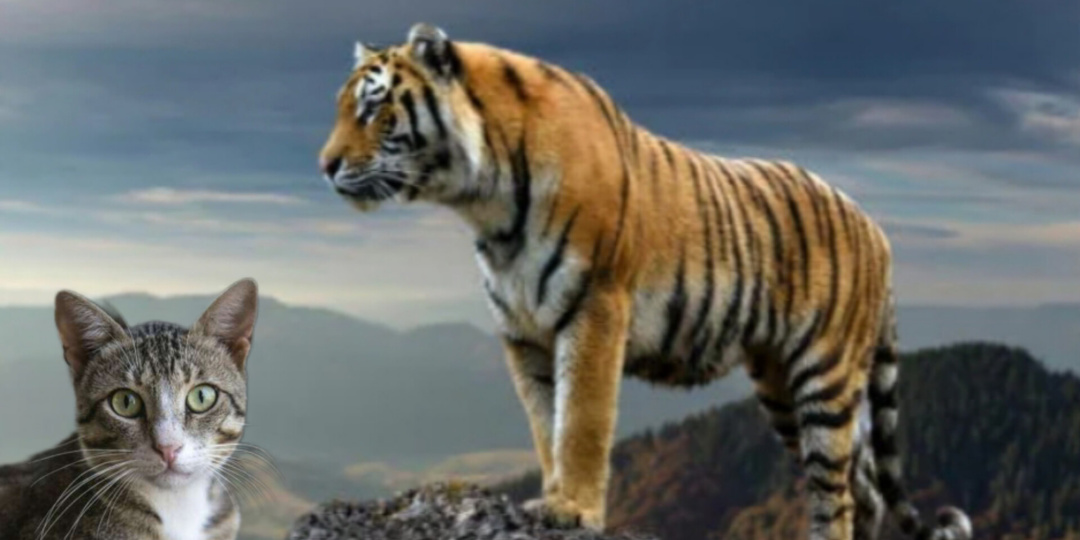 Добыча или родственная душа? Как тигры воспринимают кошек