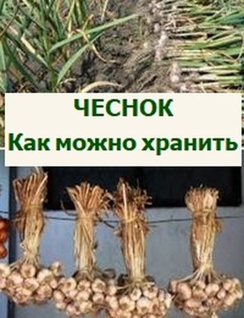 как хранить чеснок