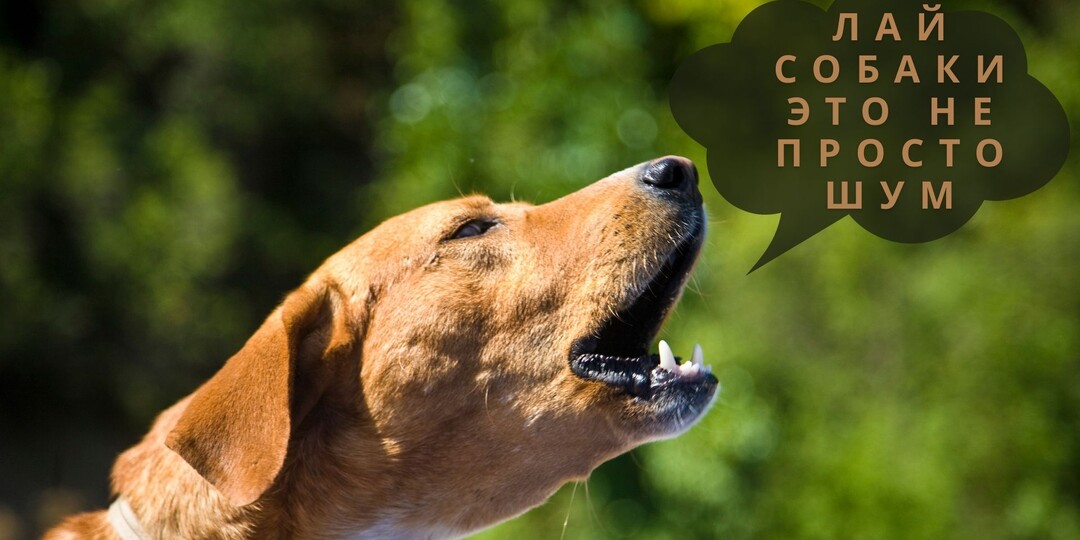 Лай собаки — это не просто шум: полный гайд по всем типам лая