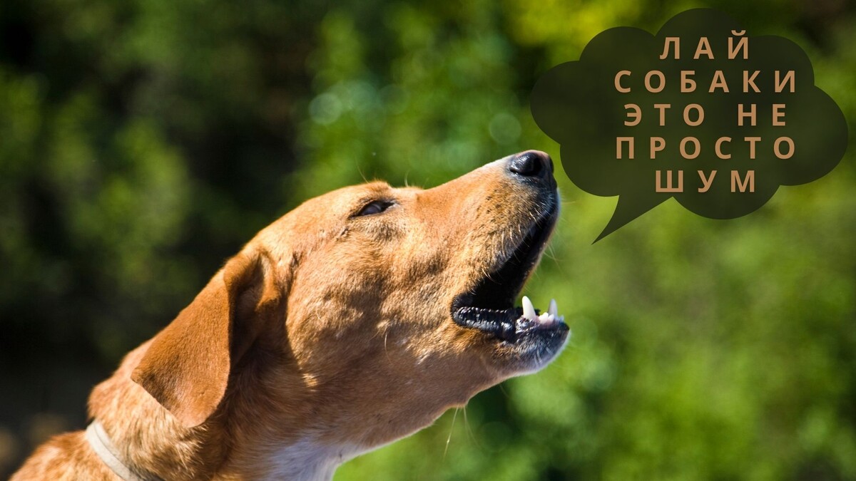 Лай собаки — это не просто шум