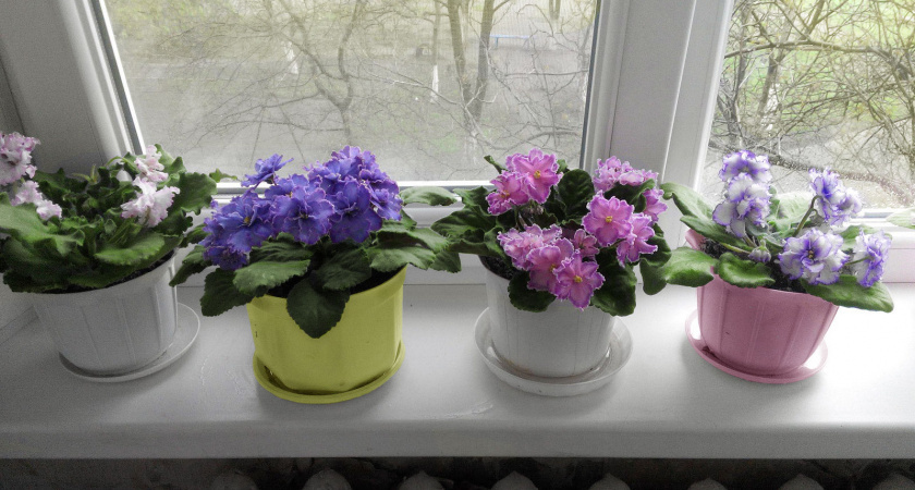    Автор фото - Анна Ефимова