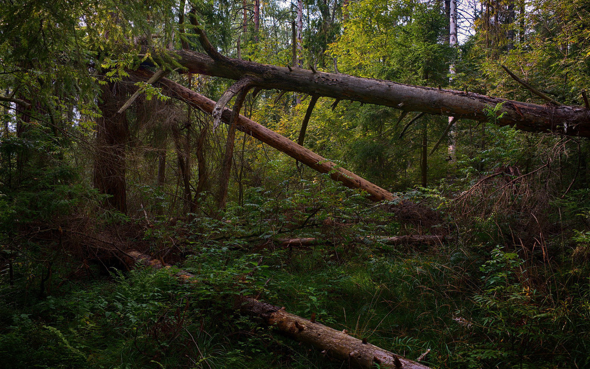 Фото из интернета.