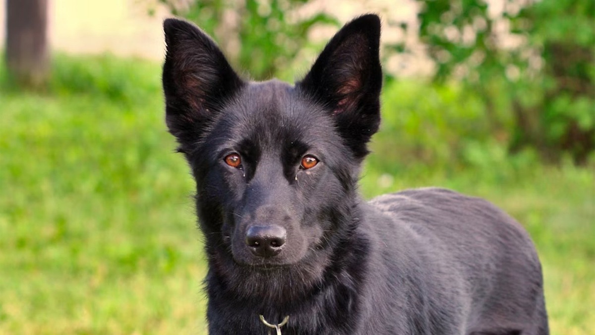    Следуя антисоветам, вы можете получить неуправляемую и трусливую собаку