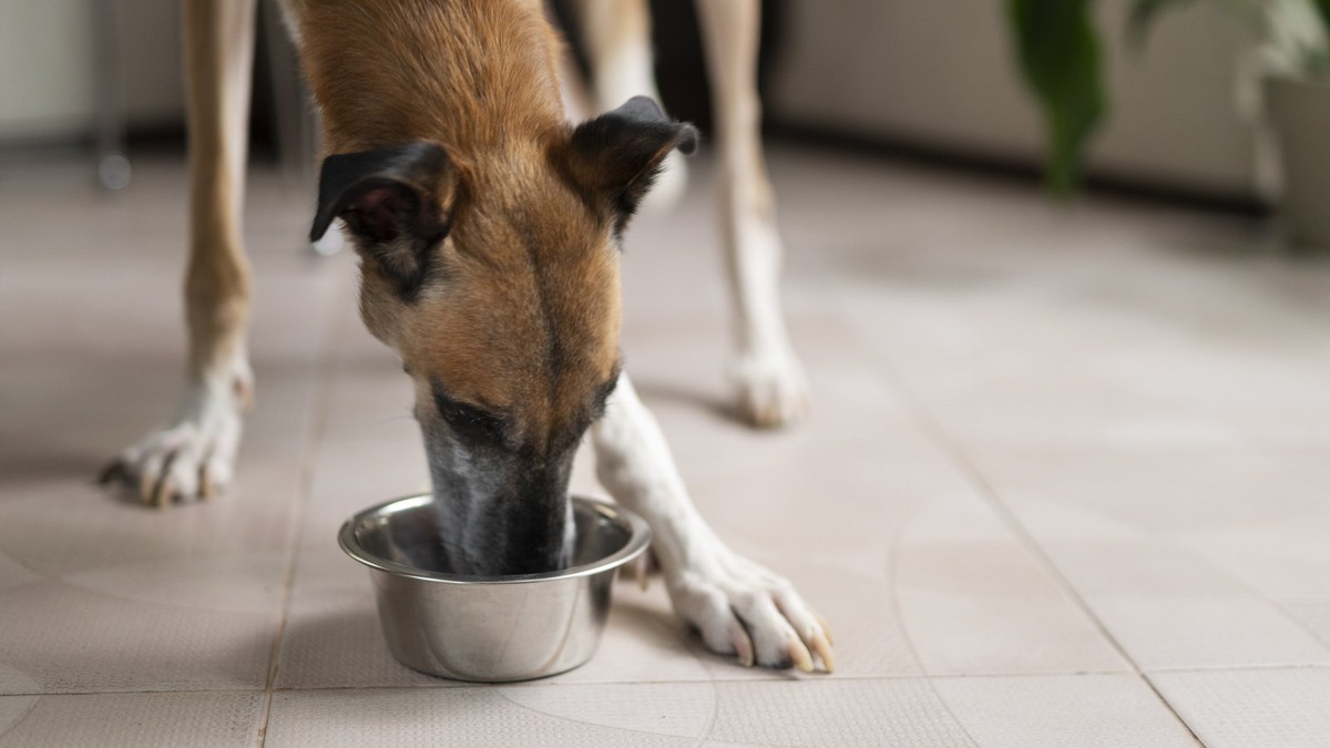    Еда — самый сильный мотиватор для большинства собак