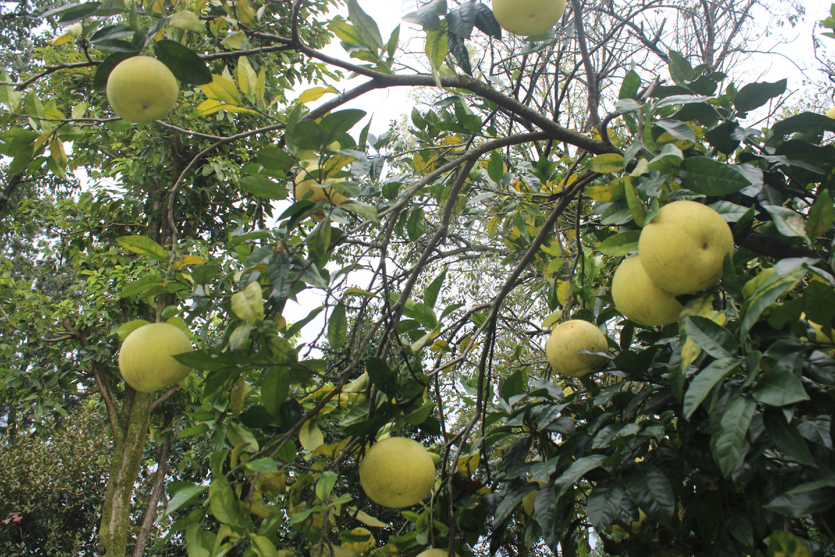 Растет такое высоко, достать такое нелегко...