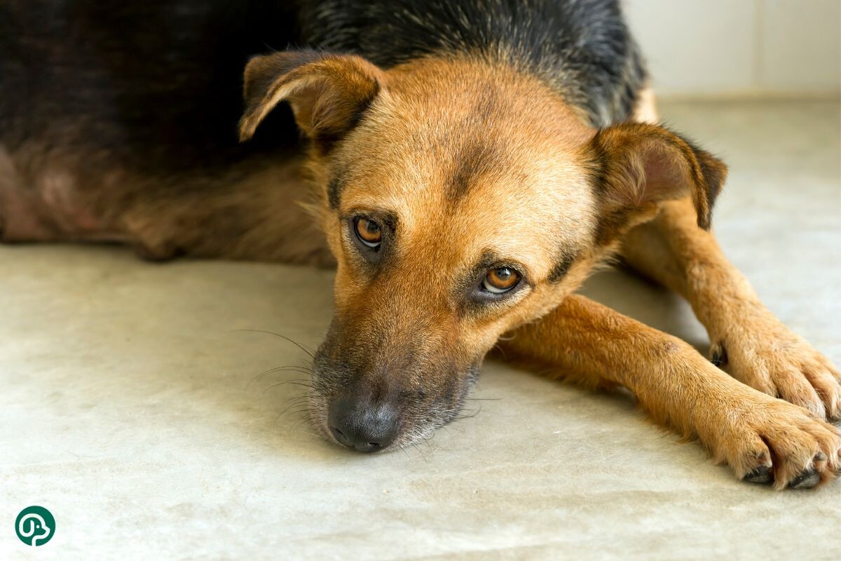 Выученная беспомощность у собак