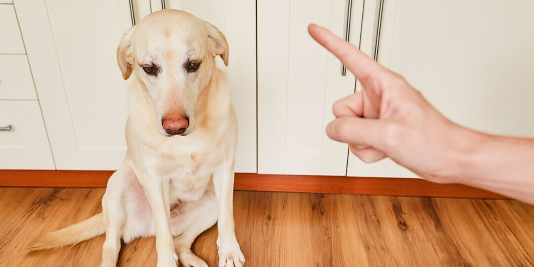 Выученная беспомощность у собак: когда идеальное послушание — это тихий крик о помощи