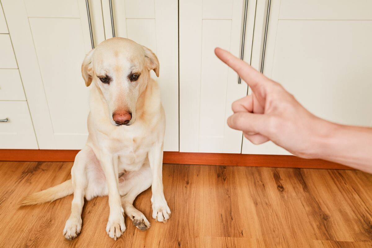 Хозяин ругает собаку 