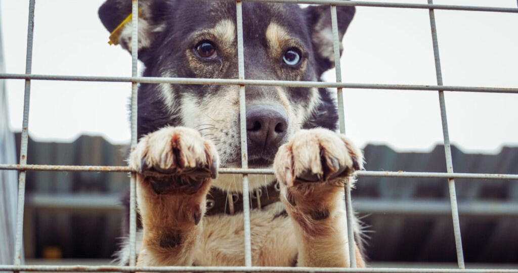 Когда приют становится ловушкой для бездомных животных