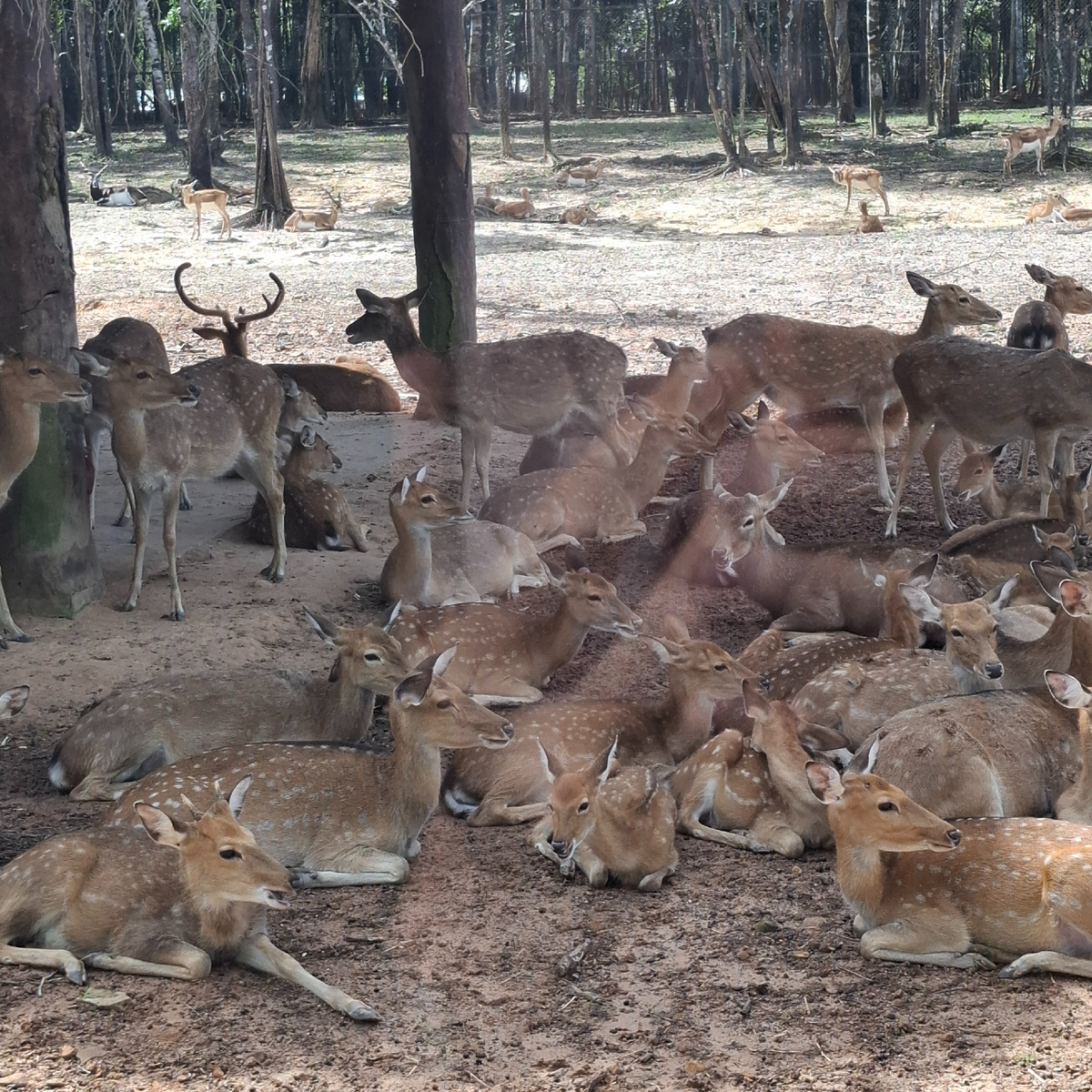 Группа оленей.