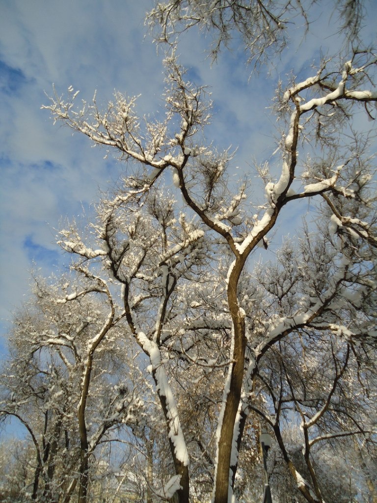заснеженные деревья в парке Нефтехимиков; листать фотографии