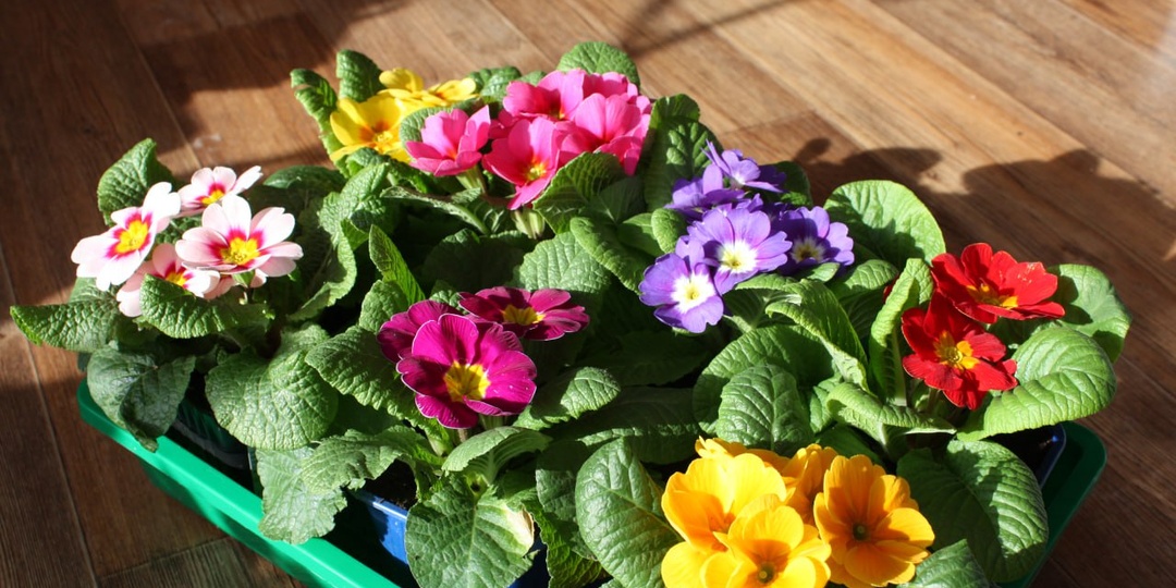 Как вырастит примулы из семян?