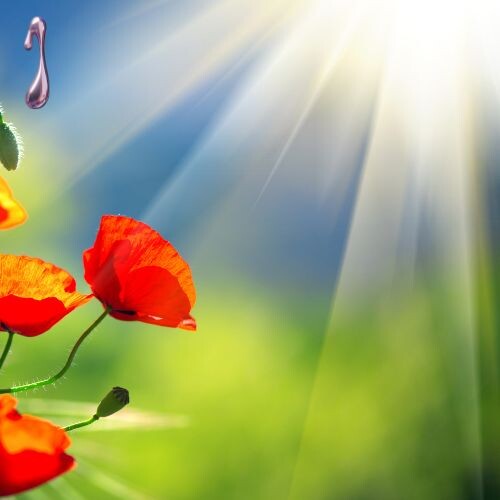 Выбирате карту от 2 до 10.