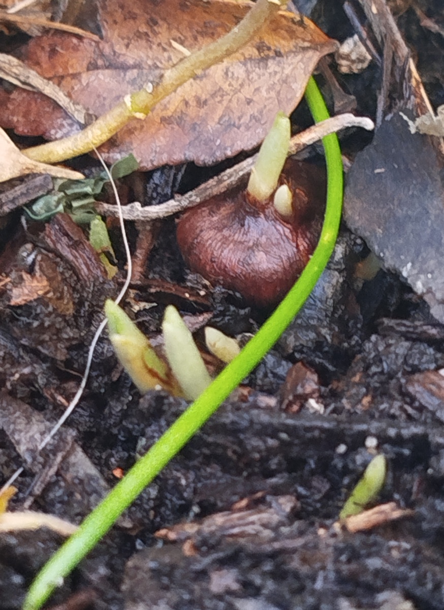 Фото автора. Крокусы.