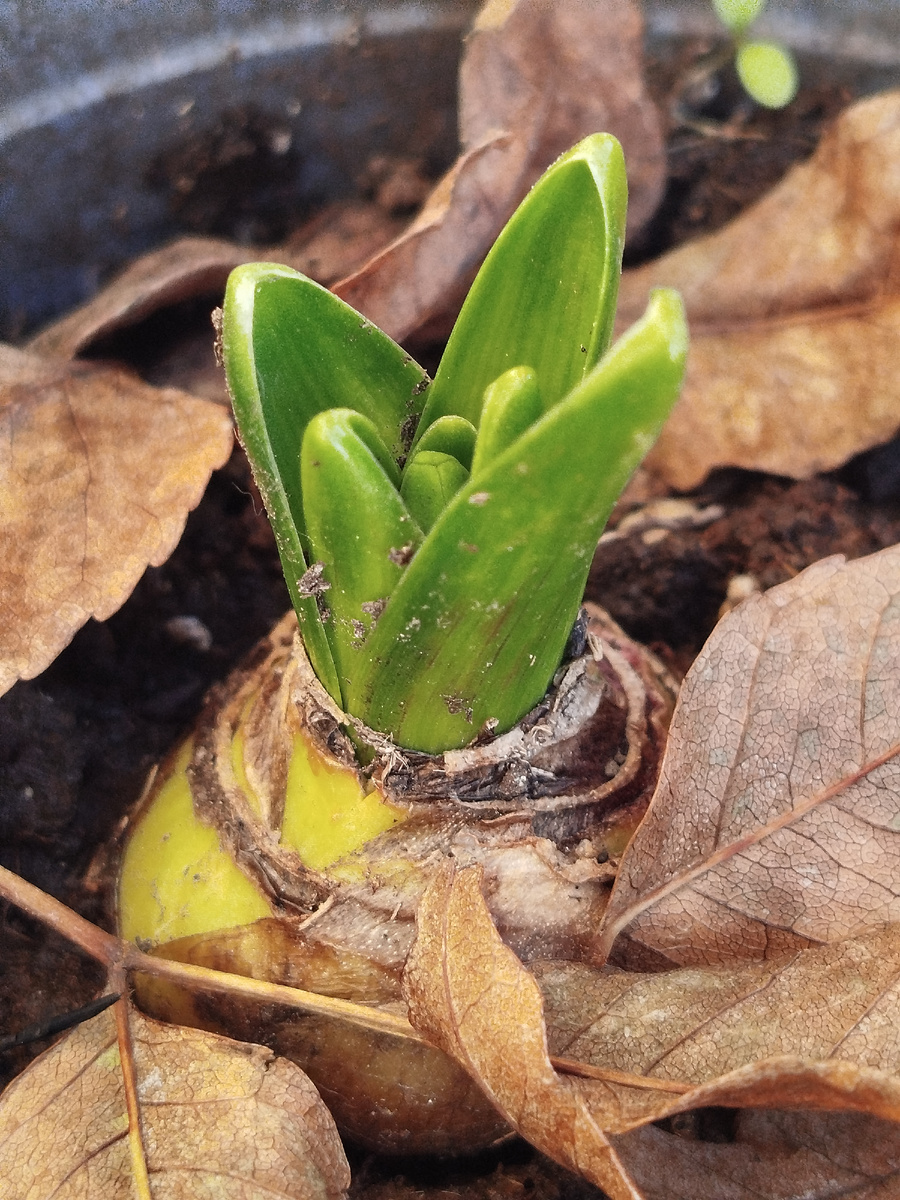 Фото автора. Гиацинты выглядят сейчас вот так.