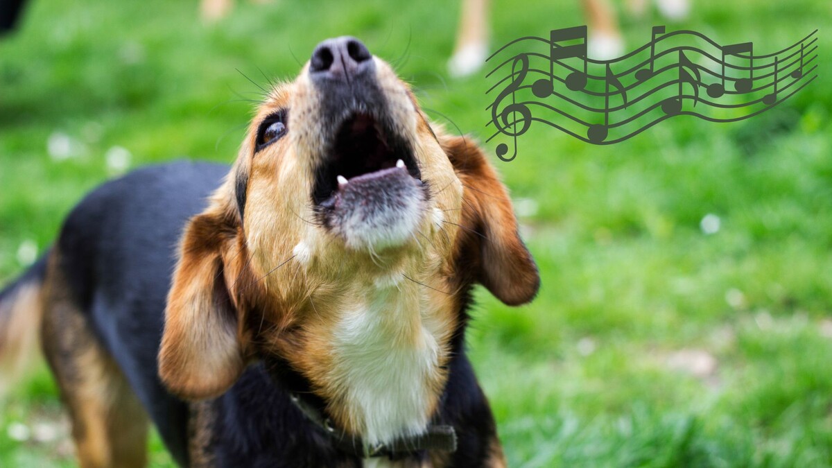 6 причин, почему собака скулит, и как на каждую реагировать