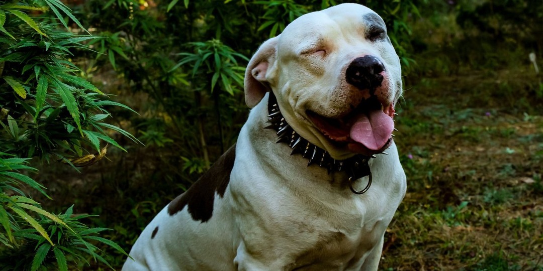 Плохая слава: 5 пород собак, которых несправедливо боятся