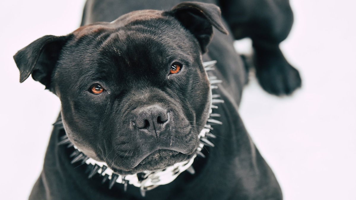    Некоторые породы считаются заведомо проблемными или агрессивными из-за их прошлого или внешности