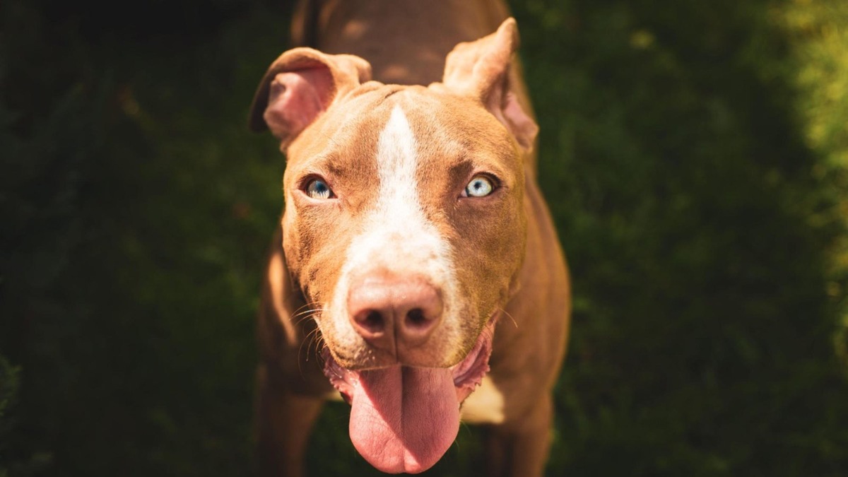    Питбули чаще всего становятся жертвами предрассудков