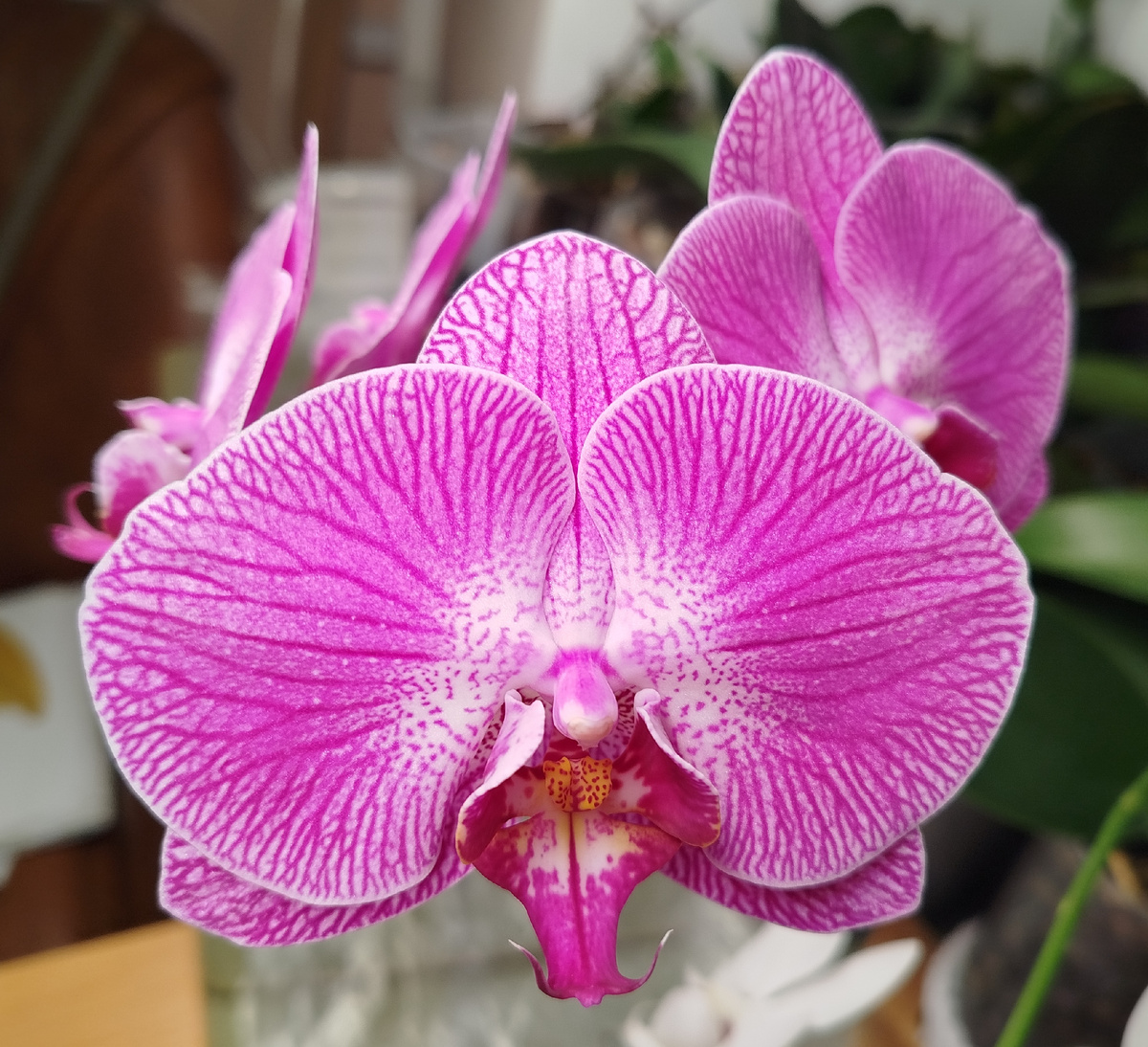 Phalenopsis Cosmopolitan  7 января 2025
