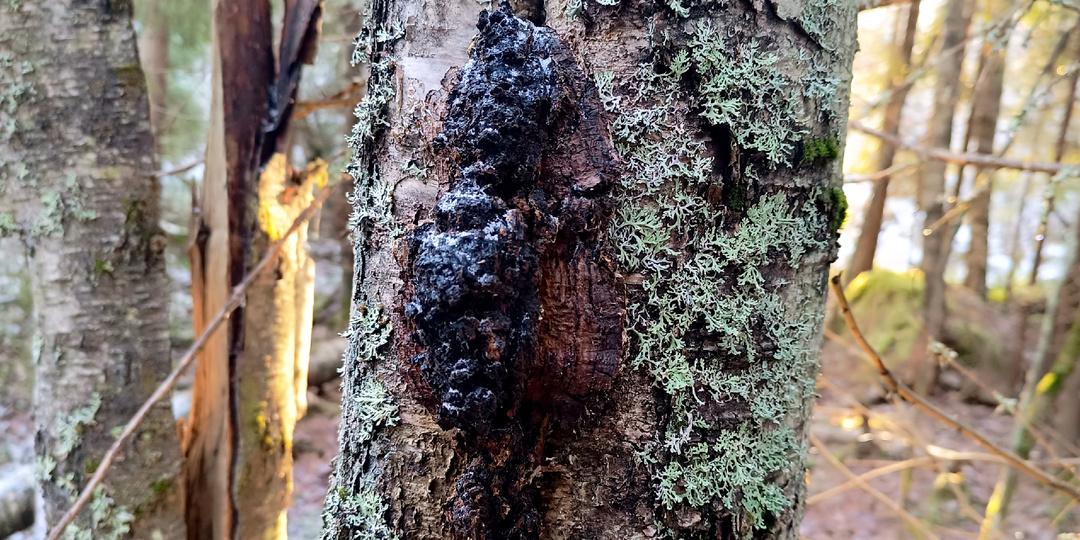 Как выжать из чаги 100% пользы: Метод «Двойного удара», о котором молчат даже аптекари (Часть 2)