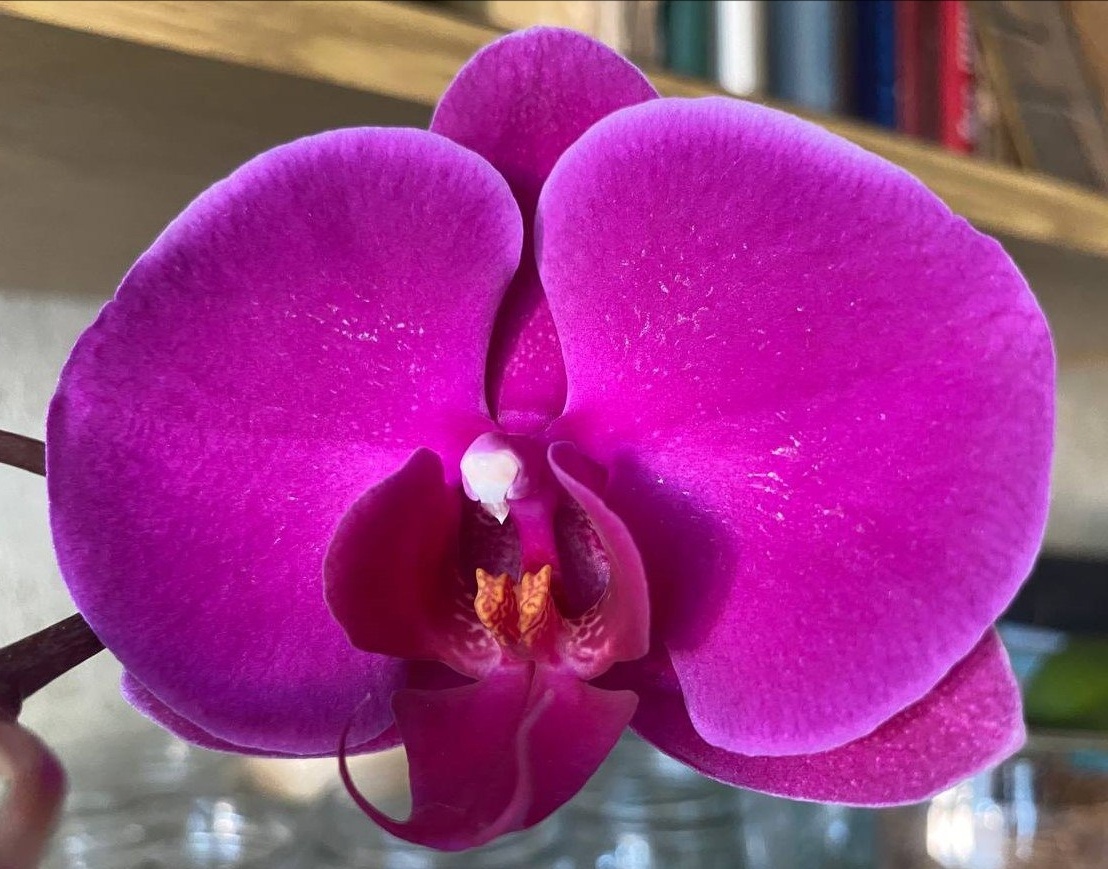 Яркий насыщенный цвет орхидеи Freeride фото без редакторов при свете солнца