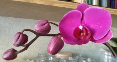 Фаленопсис Фрирайд полная гроздь бутонов, начало роспуска.